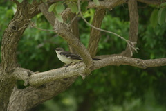 Mimus polyglottos