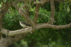 Mimus polyglottos