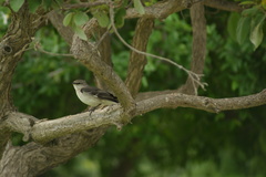 Mimus polyglottos