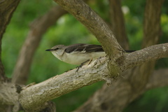 Mimus polyglottos