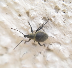 Otiorhynchus pseudonothus