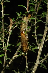 Parellipsidion latipenne