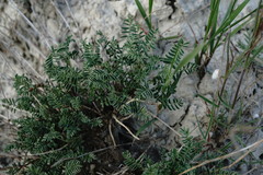 Hedysarum tauricum