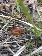 Holochelus