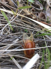 Holochelus