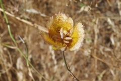 Calochortus weedii intermedius