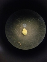 Rhynchospora globularis