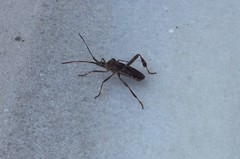 Leptoglossus occidentalis