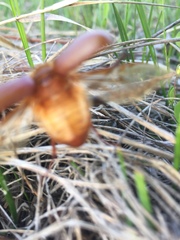 Holochelus