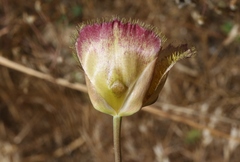 Calochortus weedii intermedius