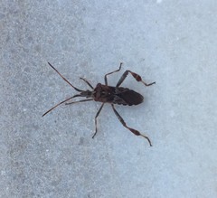 Leptoglossus occidentalis