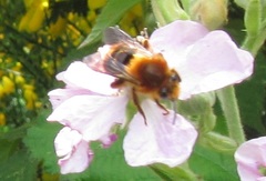 Cadeguala occidentalis