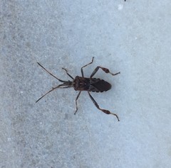 Leptoglossus occidentalis