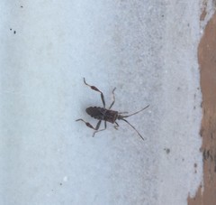 Leptoglossus occidentalis