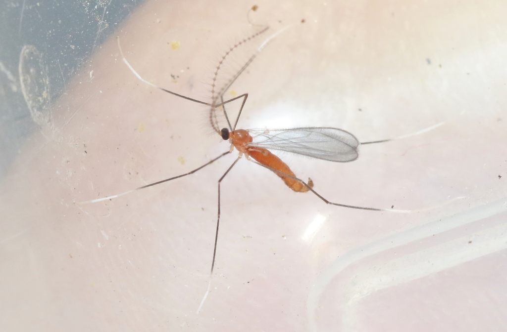 Porricondylinae