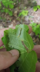 Dichomeris ligulella