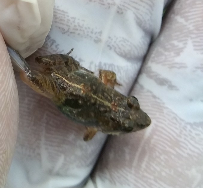 Kakamega Puddle Frog