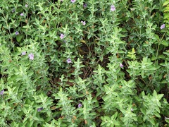 Dyschoriste crenulata