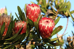 Protea × hybrida