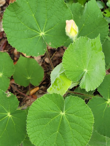 Abutilon (Abutilon hulseanum)