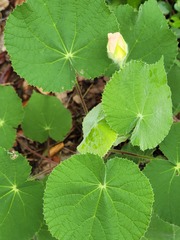 Abutilon hulseanum