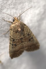 Elaphria fuscimacula