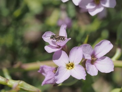 Halictus