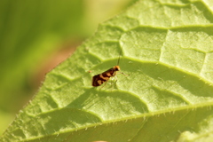 Micropterix
