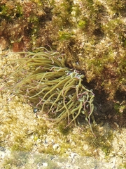 Anemonia viridis