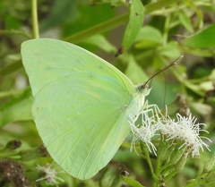 Aphrissa statira statira