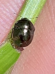 Corimelaena lateralis