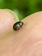 Corimelaena lateralis