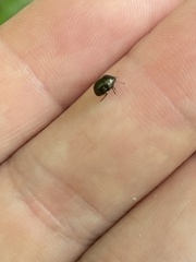 Corimelaena lateralis