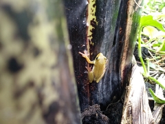 Hyperolius viridiflavus