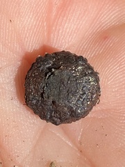 Daldinia concentrica