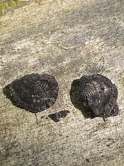 Daldinia concentrica