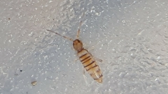 Entomobrya nigrocincta