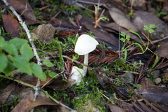 Entoloma sericellum