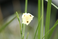 Dietes bicolor