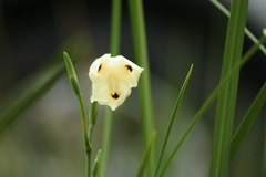 Dietes bicolor