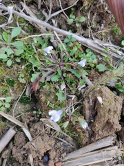 Mazus miquelii