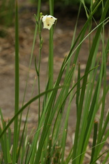 Dietes bicolor
