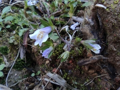 Mazus miquelii