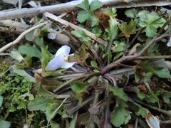 Mazus miquelii