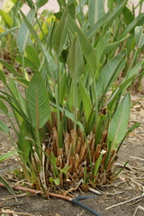 Strelitzia