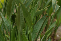 Strelitzia