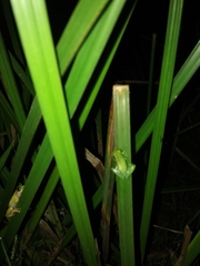 Hyperolius rwandae