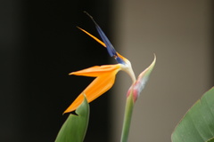 Strelitzia