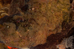Entoprocta