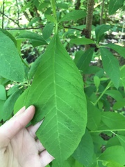 Oemleria cerasiformis